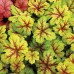 Heuchera Alabama Sunrise