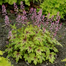 Heuchera Alabama Sunrise