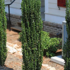 Ilex crenata "Fastigiata"