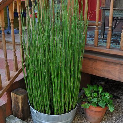 Equisetum japonicum