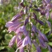 Hosta 'Sandhill Crane'