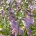 Hosta "Tattle Tails'