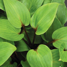 Hosta Purple Heart