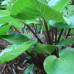 Hosta Purple Heart