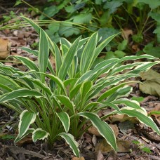 Hosta 'Sandhill Crane'