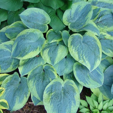 Hosta "Tokudama Flavocircinalis"