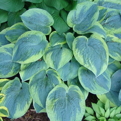 Hosta "Tokudama Flavocircinalis"