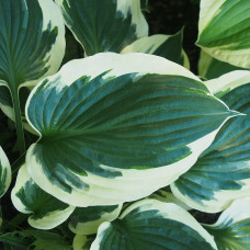 Hosta Minuteman