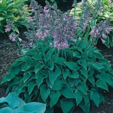 Hosta "Blue Cadet"