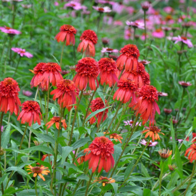 Echinacea "Hot Papaya"