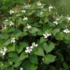 Houttuynia cordata