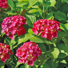 Hydrangea "Masja" Hydrangea "Masja"