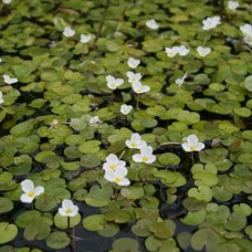 Hydrocharis morsus ranae - prodaja krajem aprila