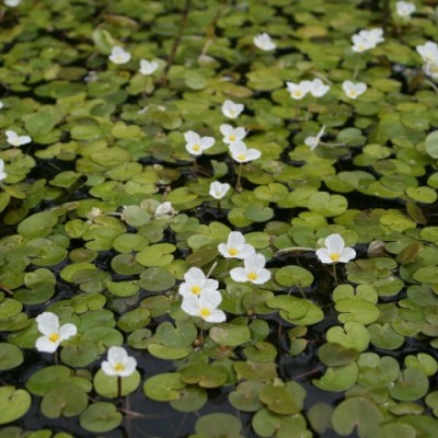 Hydrocharis morsus ranae - prodaja krajem aprila