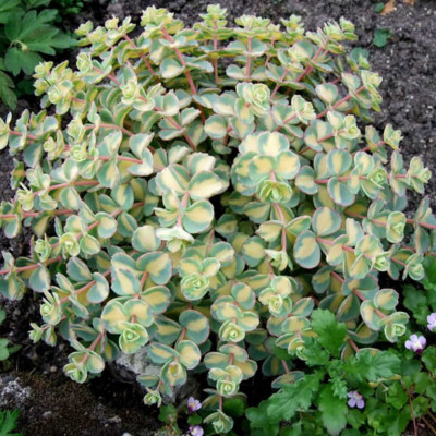 Sedum sieboldi variegata