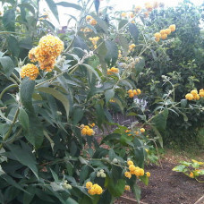 Buddleia yellow