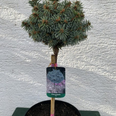 Picea pungens "Pali"
