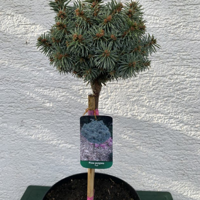 Picea pungens "Pali"