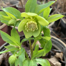 Helleborus odorus