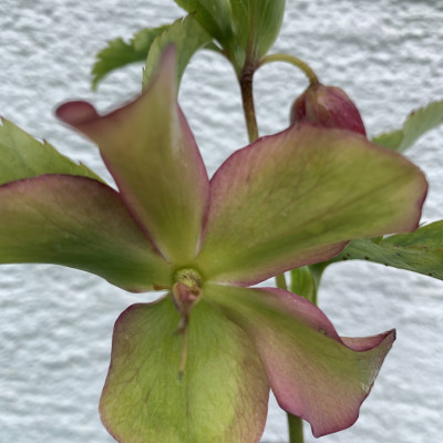 Helleborus 