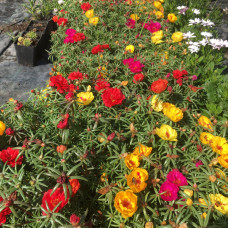 Portulaca grandiflora