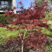 Acer palmatum atropurpureum