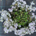 Gypsophila cerastioides 