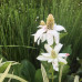  Anemopsis californica