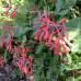 Lonicera "Dropmore Scarlet"