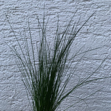 Juncus "Pencil Grass"