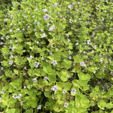 Micromeria brownei