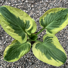 Hosta "Brim Cup"