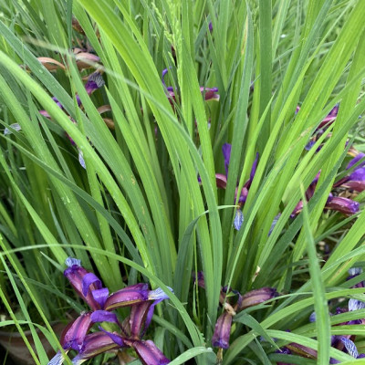 Iris  1