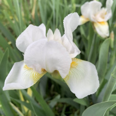 Iris beli krupan cvet