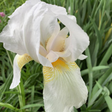 Iris beli 1