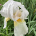 Iris beli krupan cvet