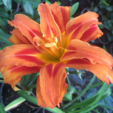 Hemerocallis "Kwanso"