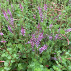 Rotala indica
