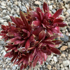 Semperivum 10