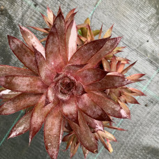 Sempervivum 11