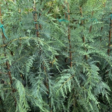 Cupressocyparis leylandii 'Naylor's Blue'