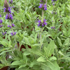 Salvia nemerosa