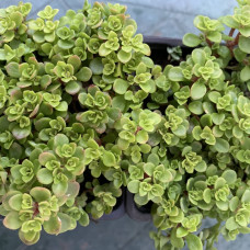 Sedum makioni maxim