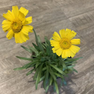 Hymenoxis grandiflora