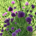 ALLIUM SCHONEPRASUM – JESTIVI LUK