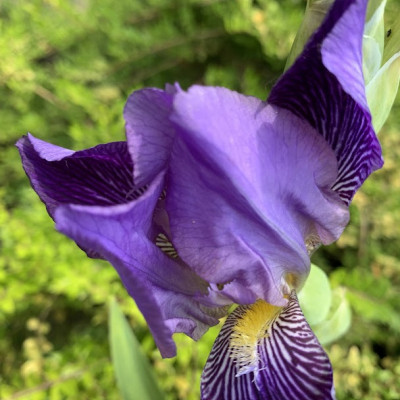 Iris 5