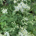 Filipendula vulgaris