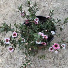Leptospermum primanuka