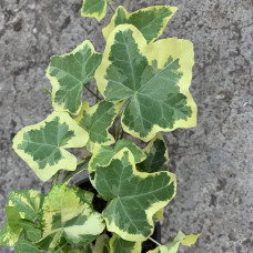 Hedera sarena