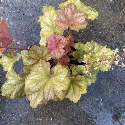 Heuchera 4
